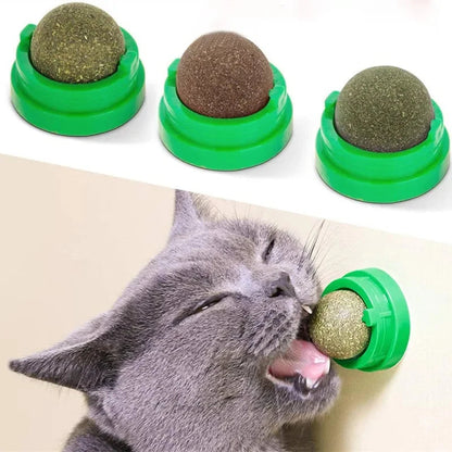 animal shelter